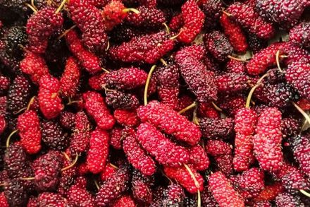 Red Mulberry
