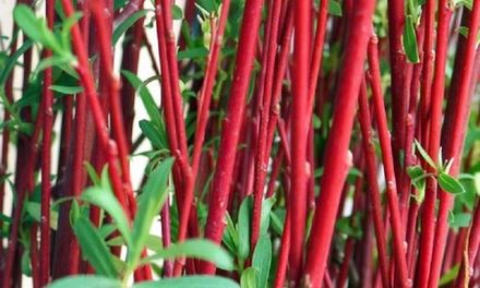 Red Willow