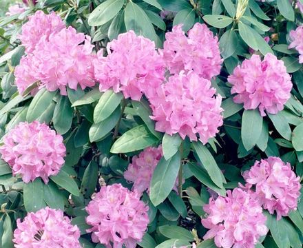 Rhododendron