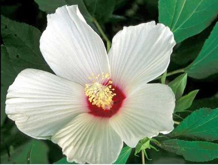 Rose Mallow