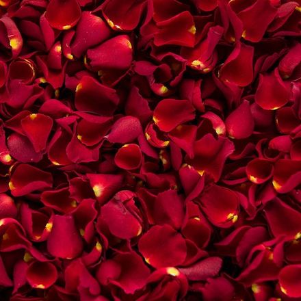 Rose Petals