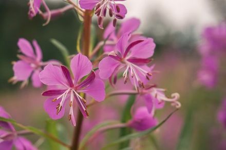 Rosebay Willowherb