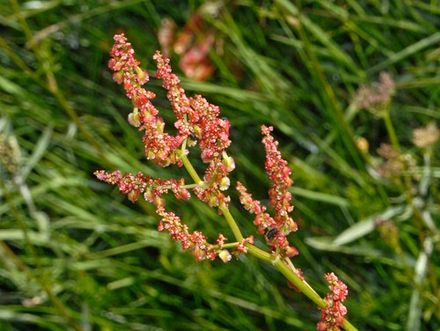 Rumex