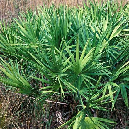 Saw palmetto