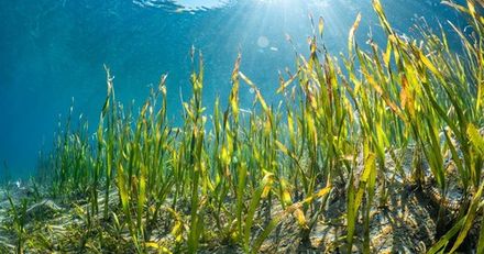 Seagrass