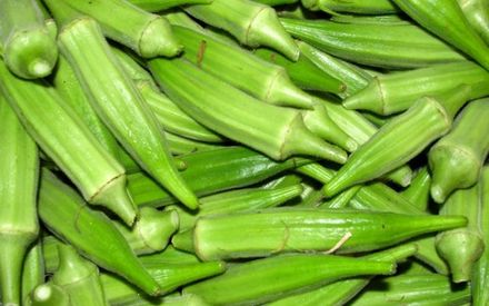 Seed Okra or Gumbo