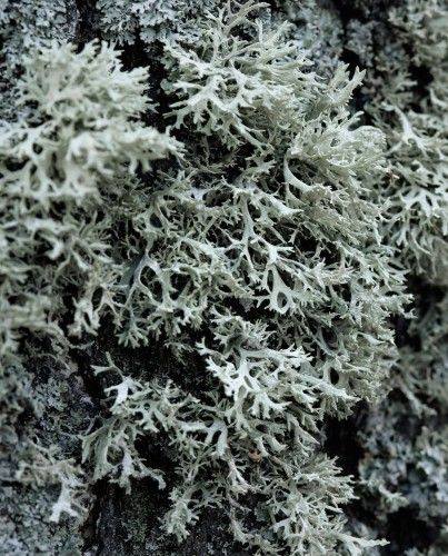 Serbian Oakmoss
