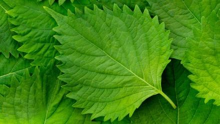 Shiso