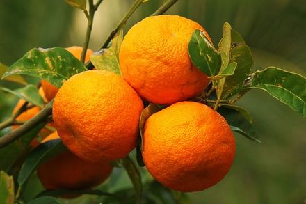 Sicilian Bitter Orange