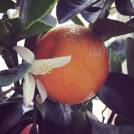 Sicilian Mandarin Blossom