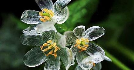 Skeleton Flower (Diphylleia Grayi)