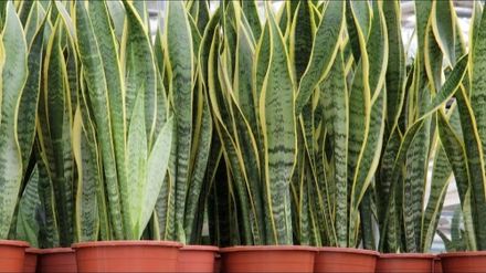 Snake Plant