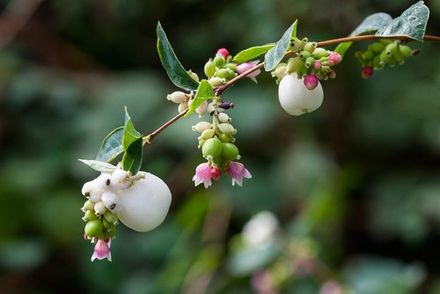Snowberry