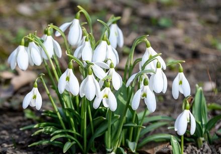 Snowdrops