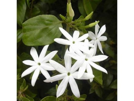 Spanish Jasmine