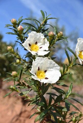 Spanish Labdanum