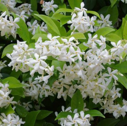 Star Jasmine