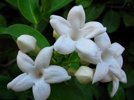 Stephanotis