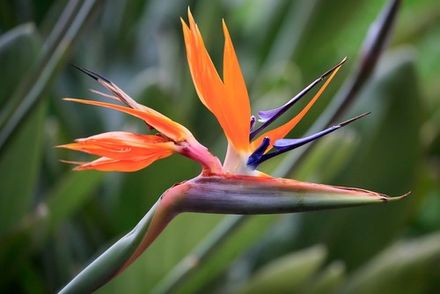 Strelitzia