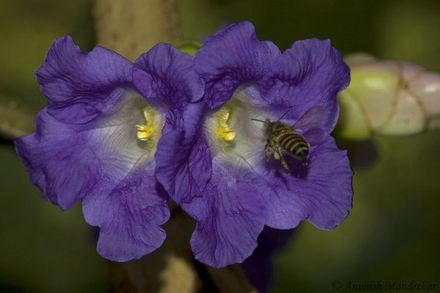 Strobilanthes Callosus