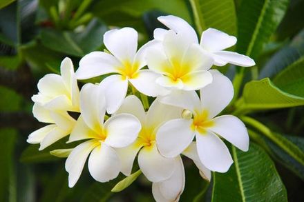 Tahitian Gardenia