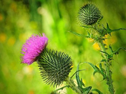 Thistle