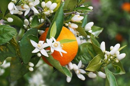 Tunisian Neroli