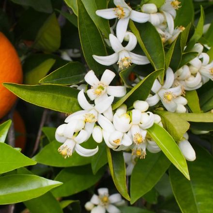 Tunisian Orange Blossom
