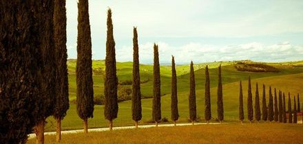 Tuscan Cypress