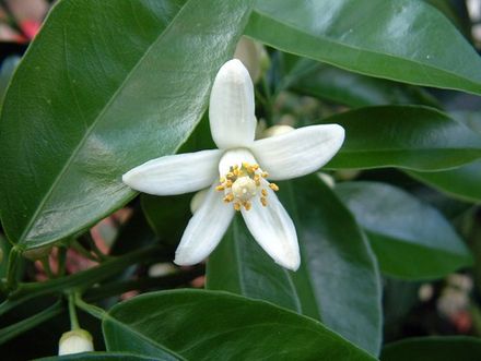 Valencia Orange Flower