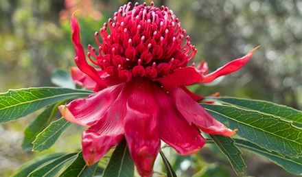 Waratah
