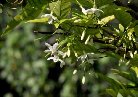 Water Jasmine