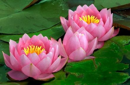 Water Lily