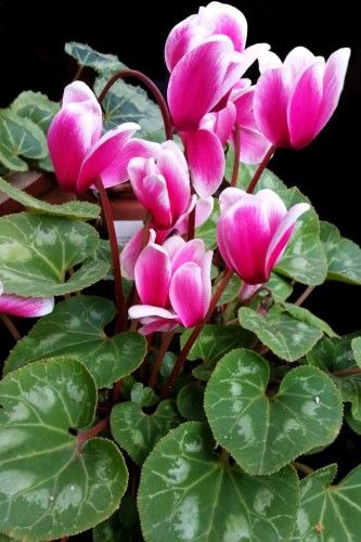 Watery Cyclamen