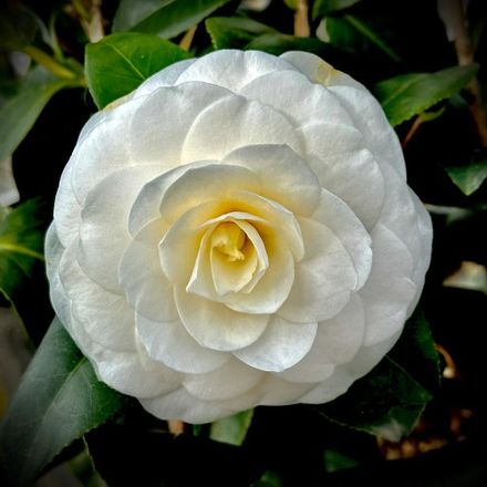 White Camelia