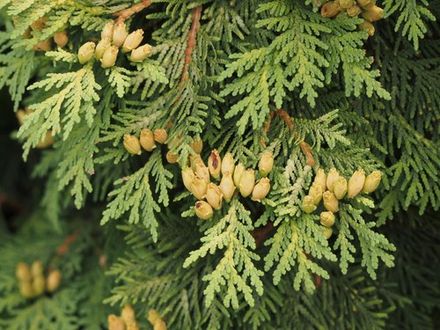 White Cedar Extract