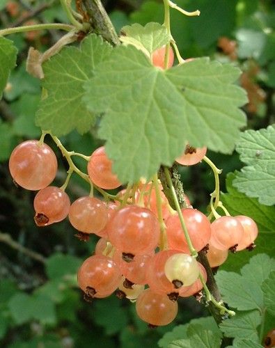 White Currant