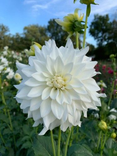 White Dahlia
