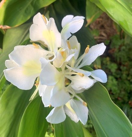 White Ginger Lily