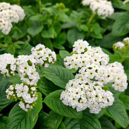 White Heliotrope