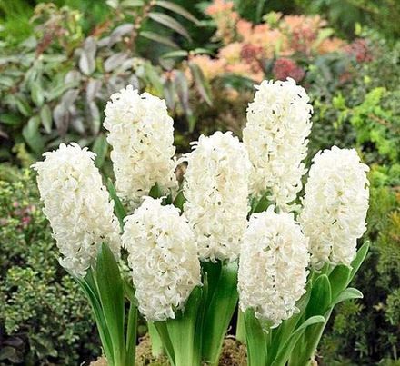 White Hyacinth