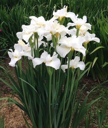 White Iris