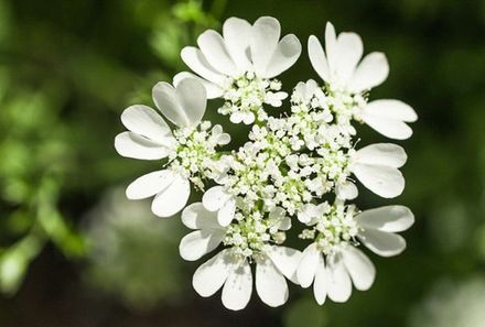 White Lace Flower