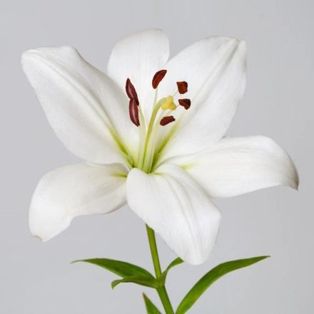 White Lily