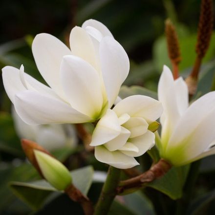 White Magnolia