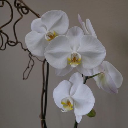White Orchid