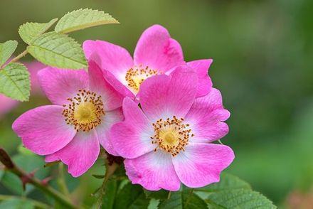 Wild Rose