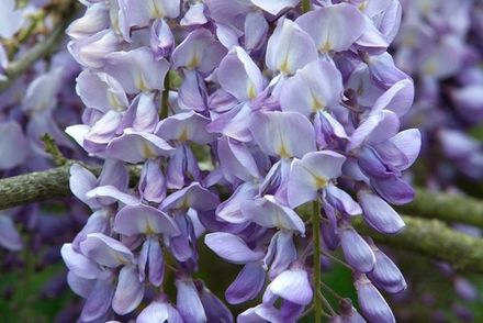 Wisteria Petals