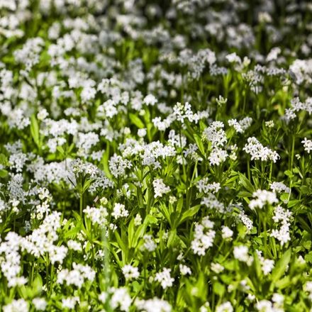 Woodruff or Galium Odoratum