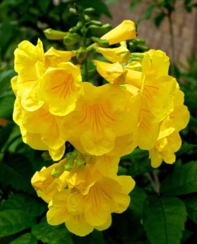  Yellow Bells